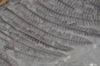 Fronde de fougère fossilisée (détail)